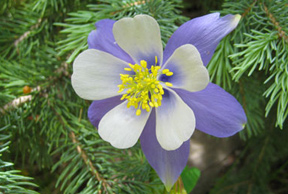 Columbine