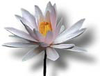 Buddhist Lotus Flower